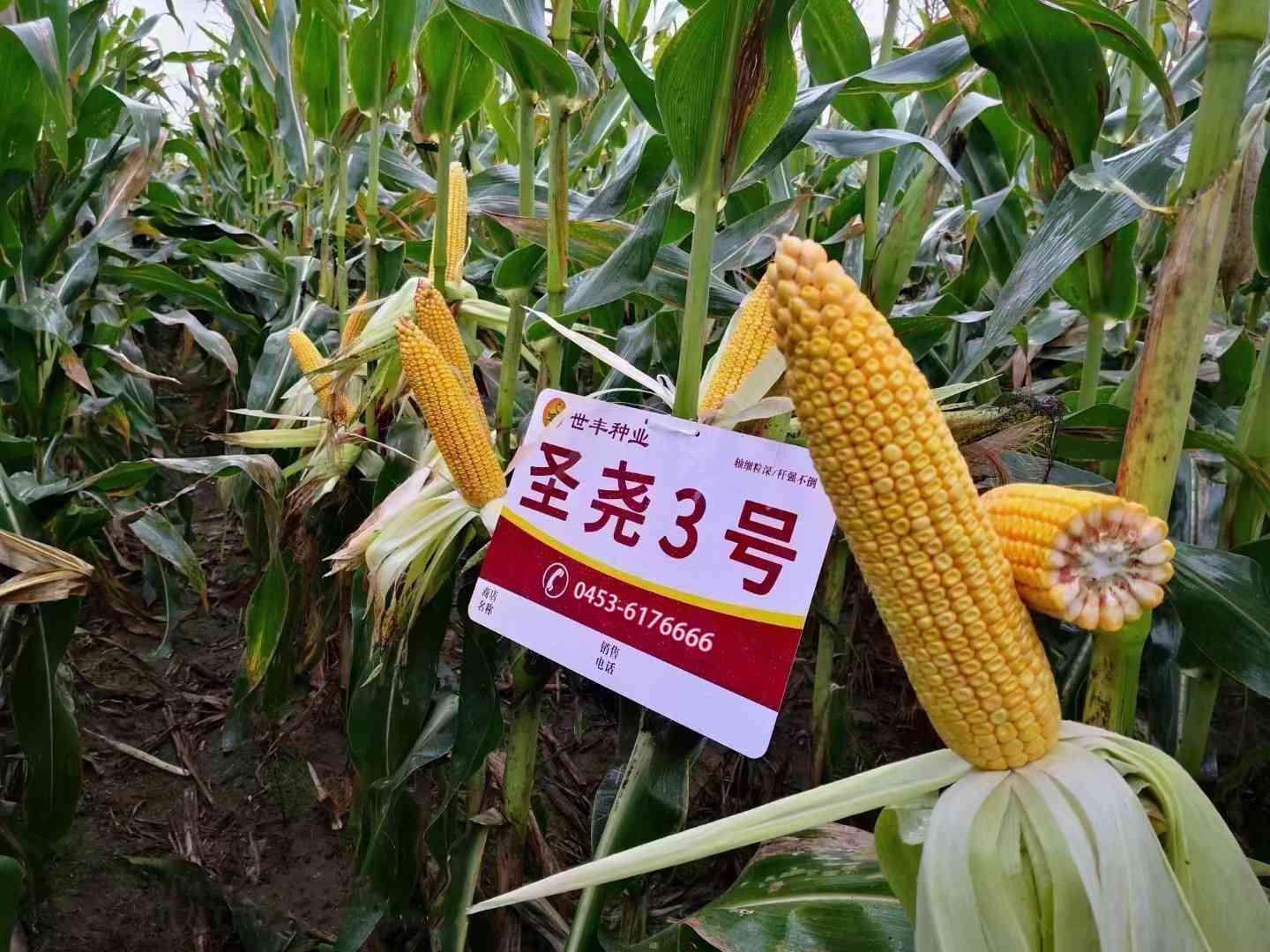圣堯3號